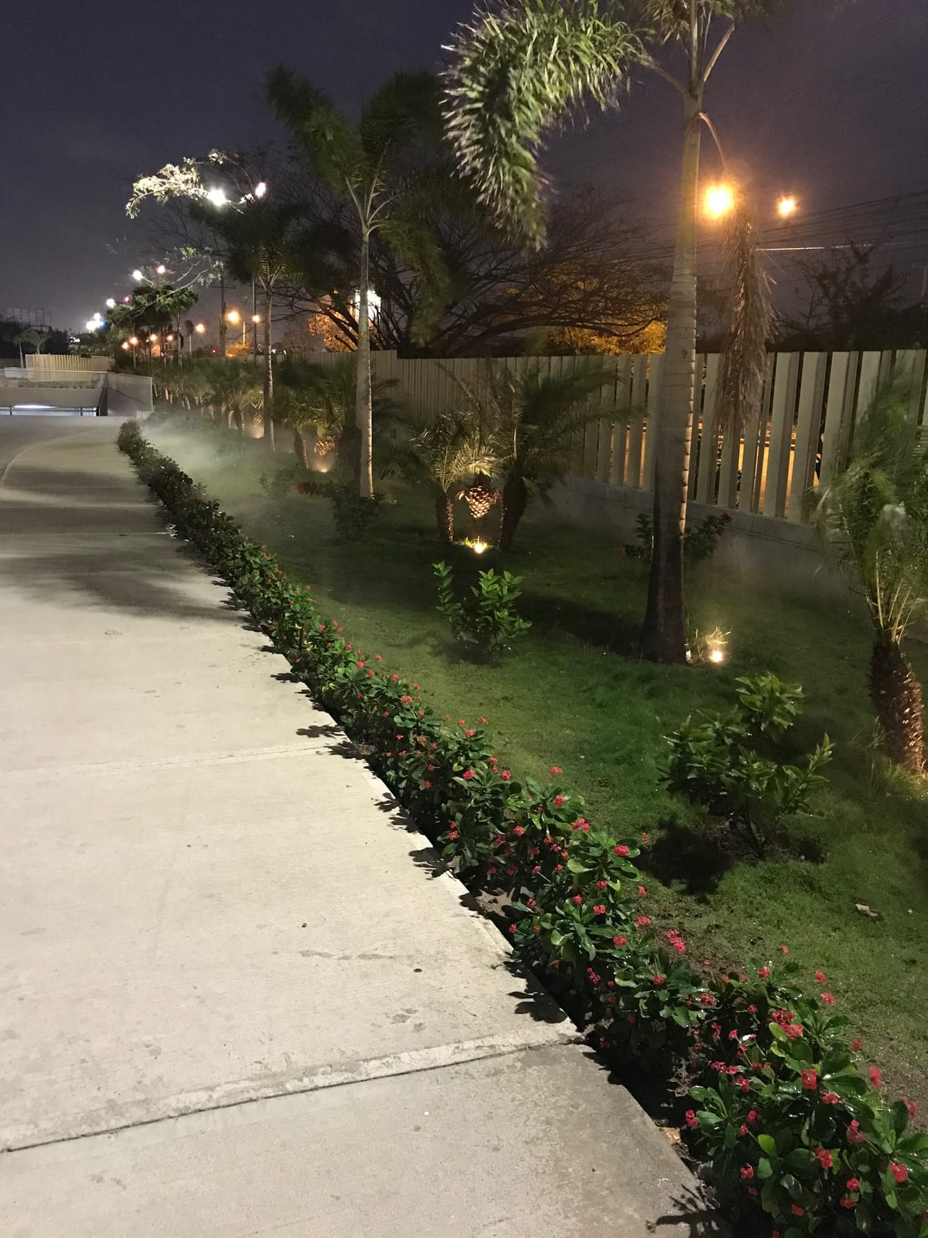 Sendero exterior con palmas y setos bajos