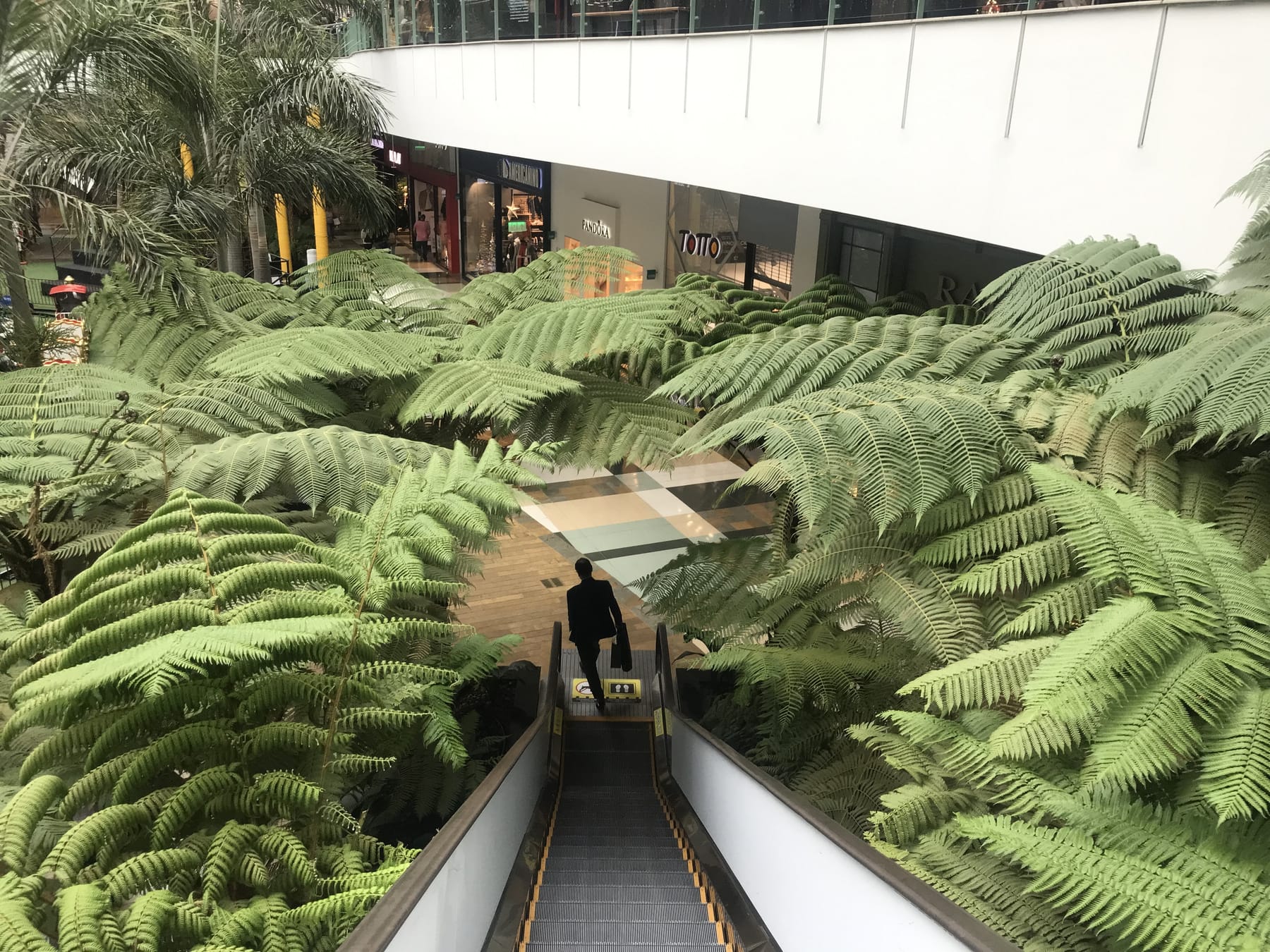 Parque lineal con helechos arbóreos sobre las escaleras eléctricas, Parque Comercial El Tesoro