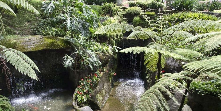 Helechos arbóreos y cascada del parque lineal