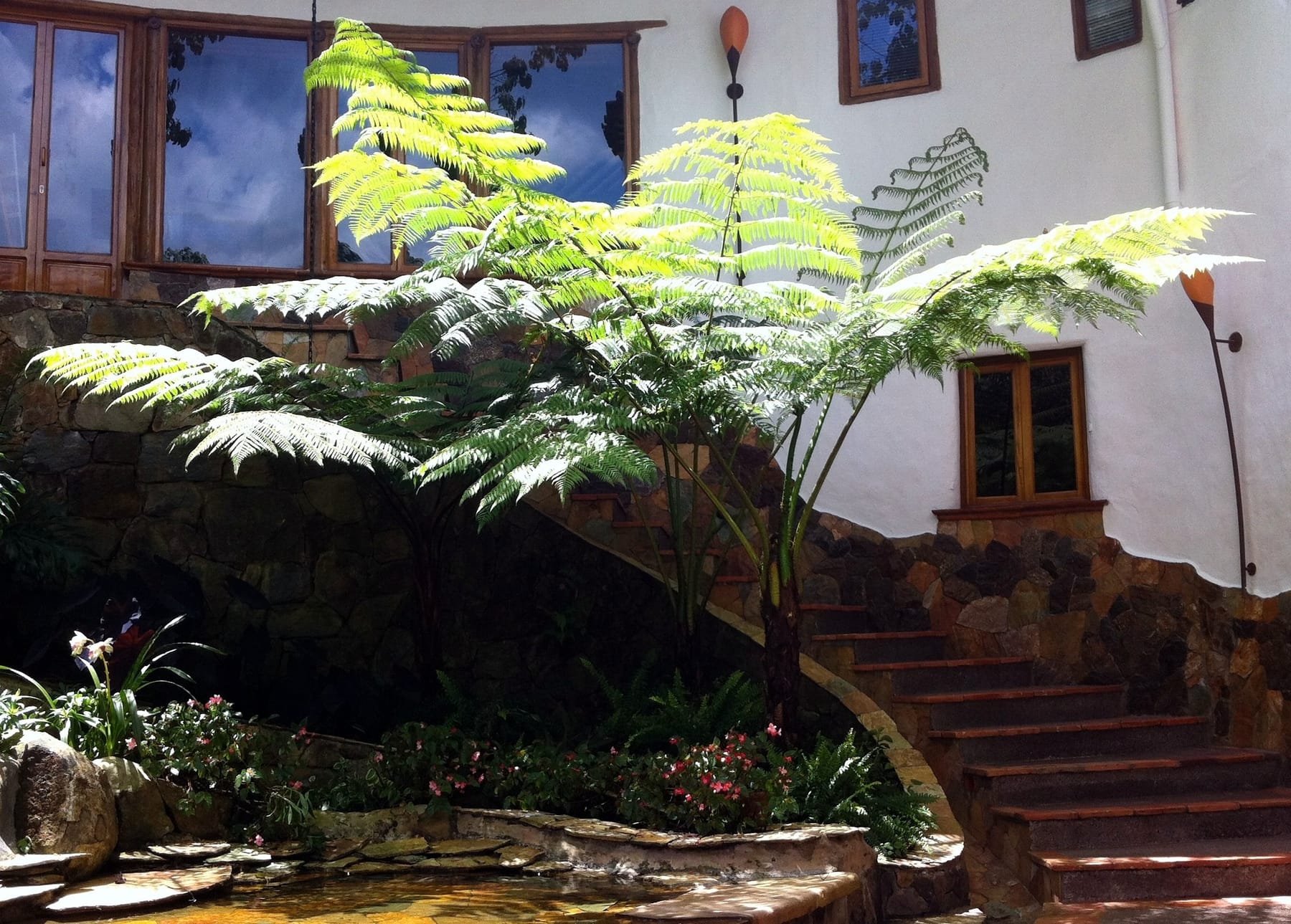 Patio con helecho arbóreo y escalera de piedra