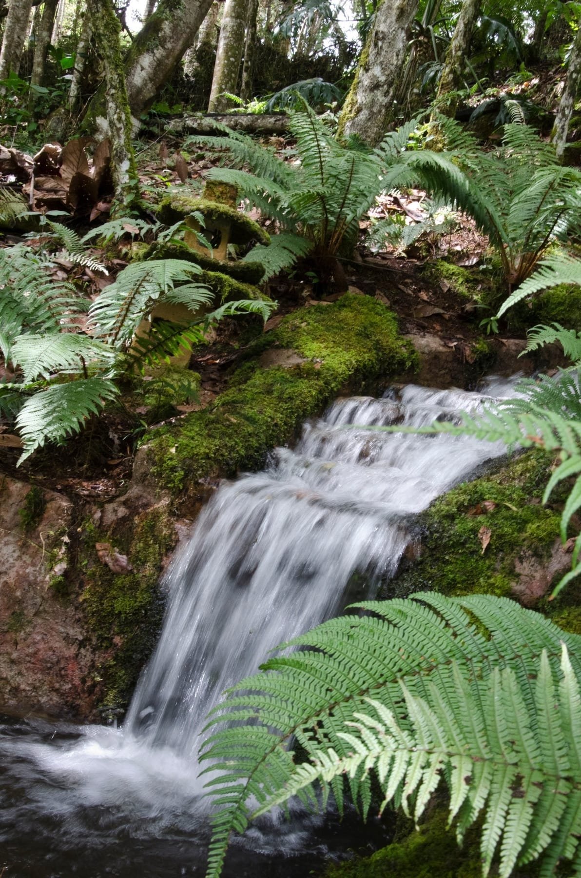 Cascada de piedra entre helechos