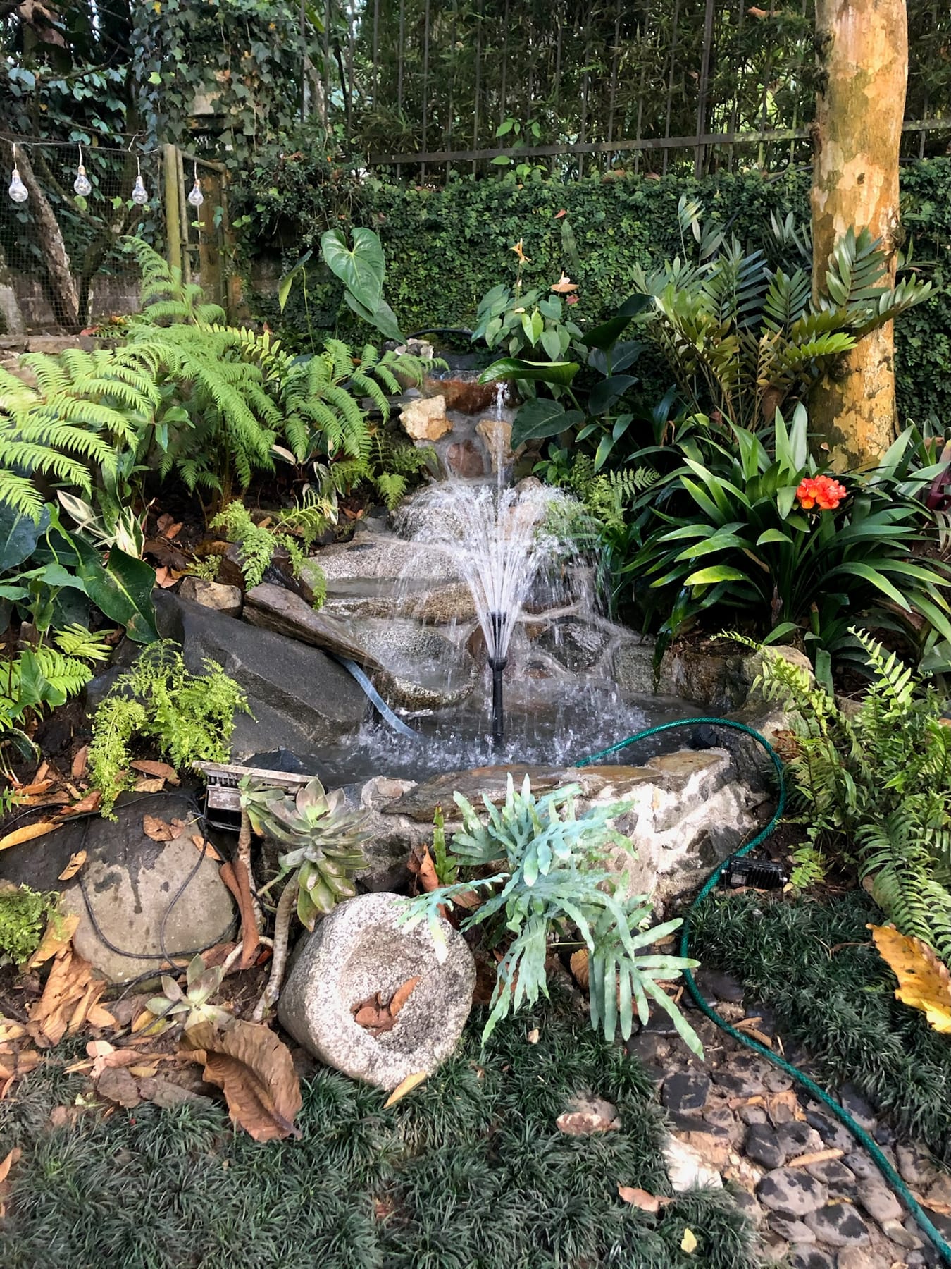 Fuente de piedra con surtidor entre bromelias y helechos