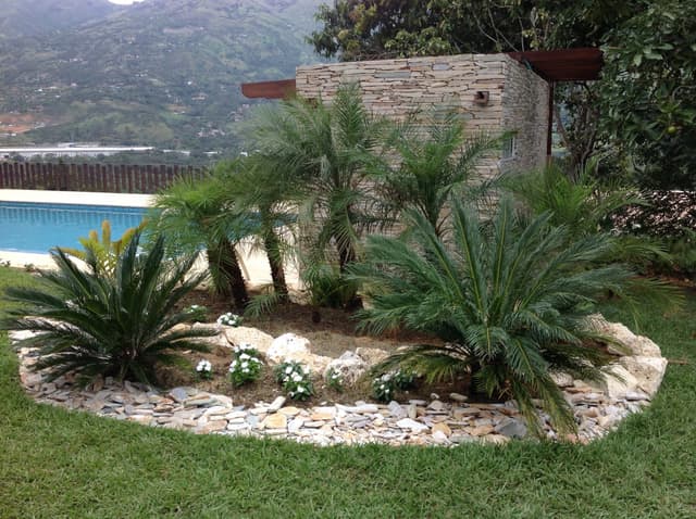 Jardinera con cícadas y palmas sobre la grama