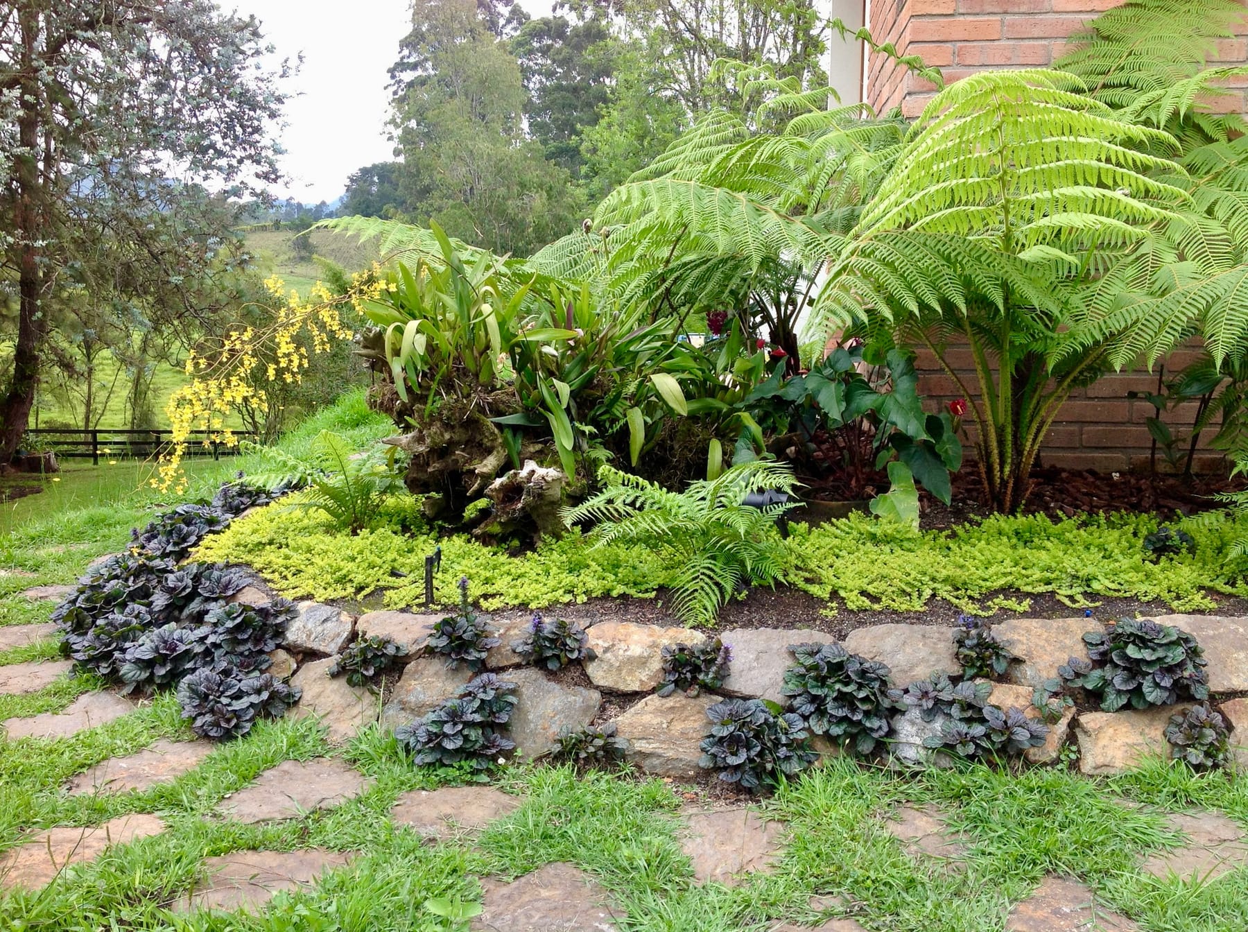 Helechos arbóreos y plantas de sombra frente a la casa