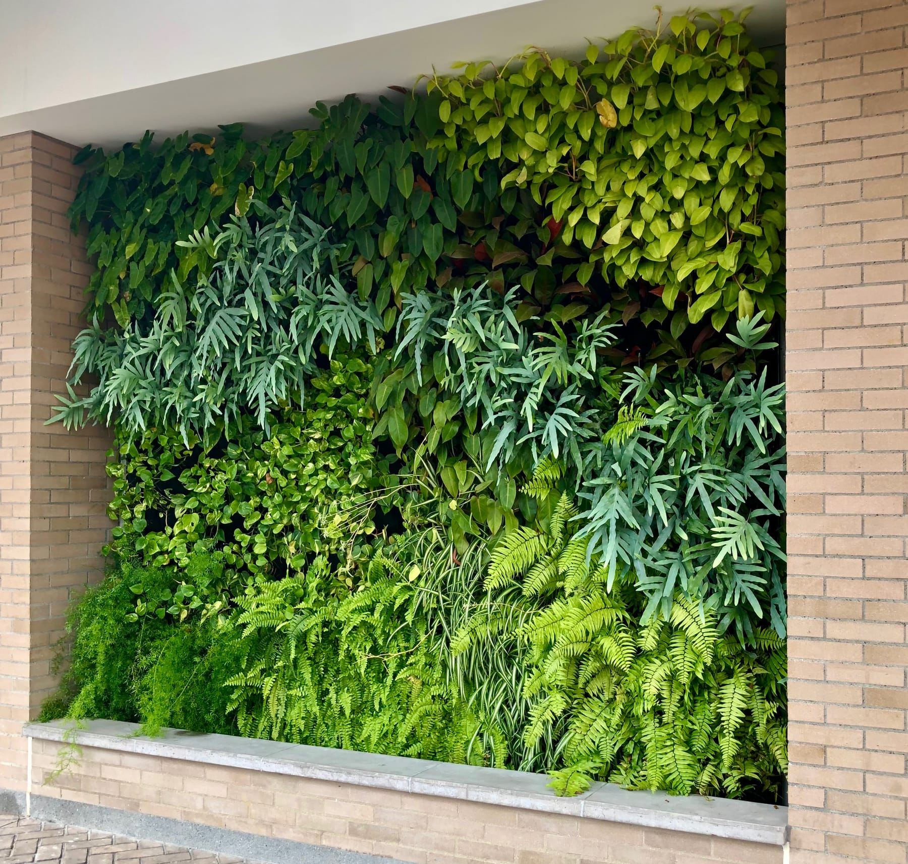 Jardín vertical en el patio de una casa, con helechos y filodendros