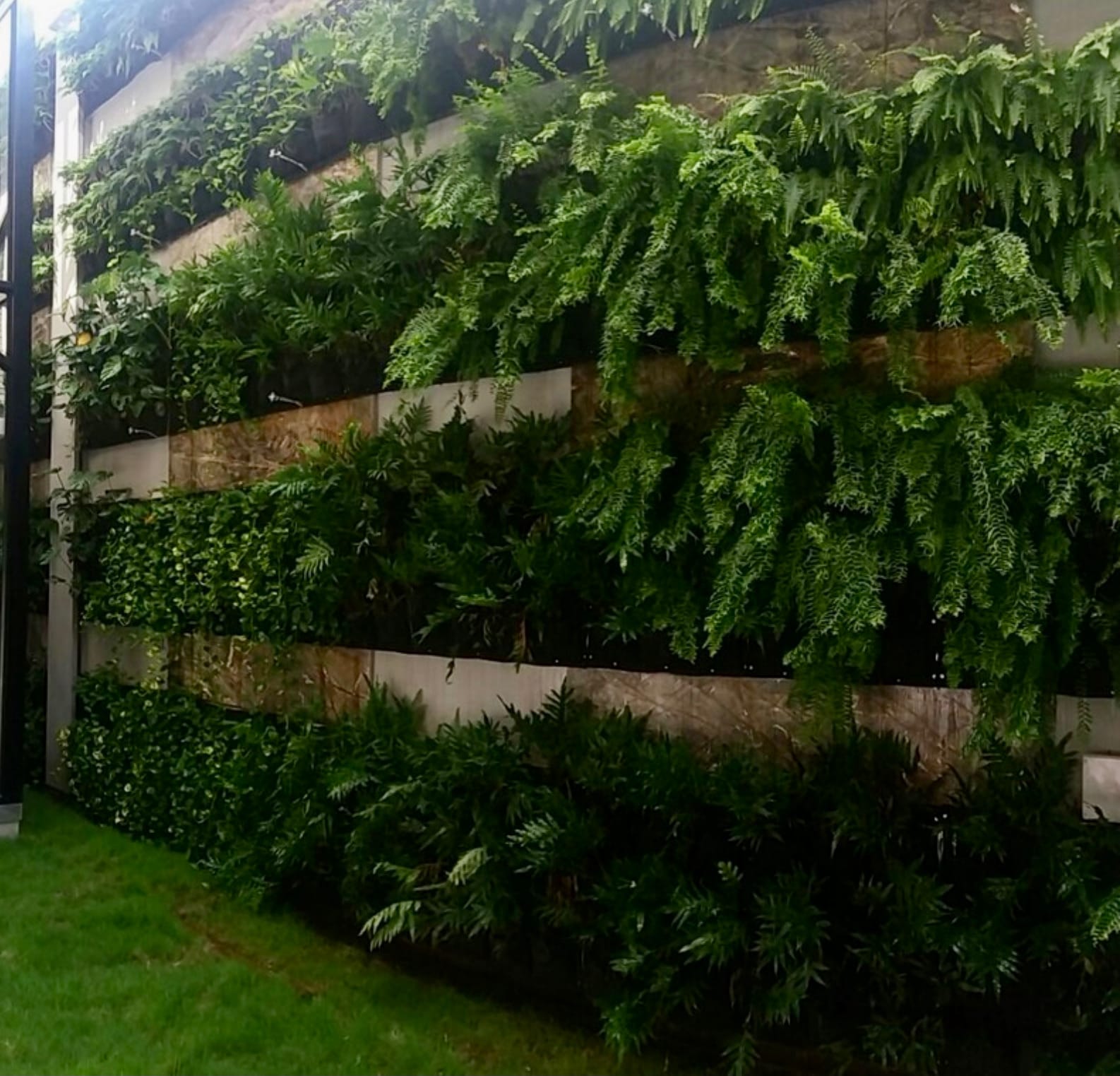 Muro verde de una terraza con helechos arbóreos