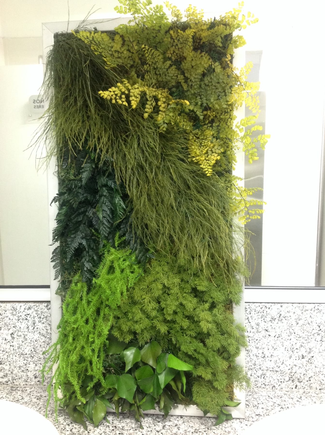 Columna vegetal en la fachada de una casa