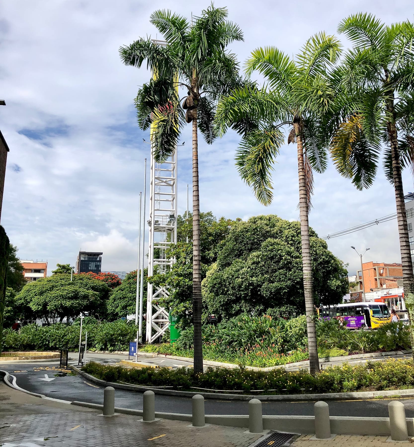 Palmas reales de la glorieta de acceso
